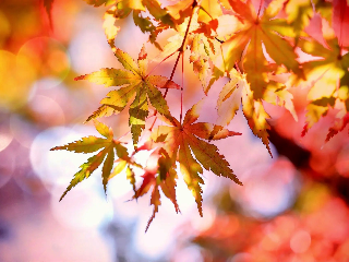 画像ALT