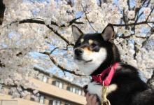 大宮国際動物専門学校